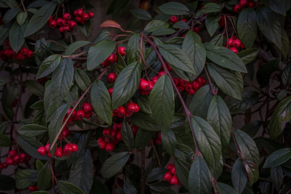 green bushes with red berries preview