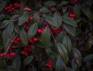 green bushes with red berries thumbnail