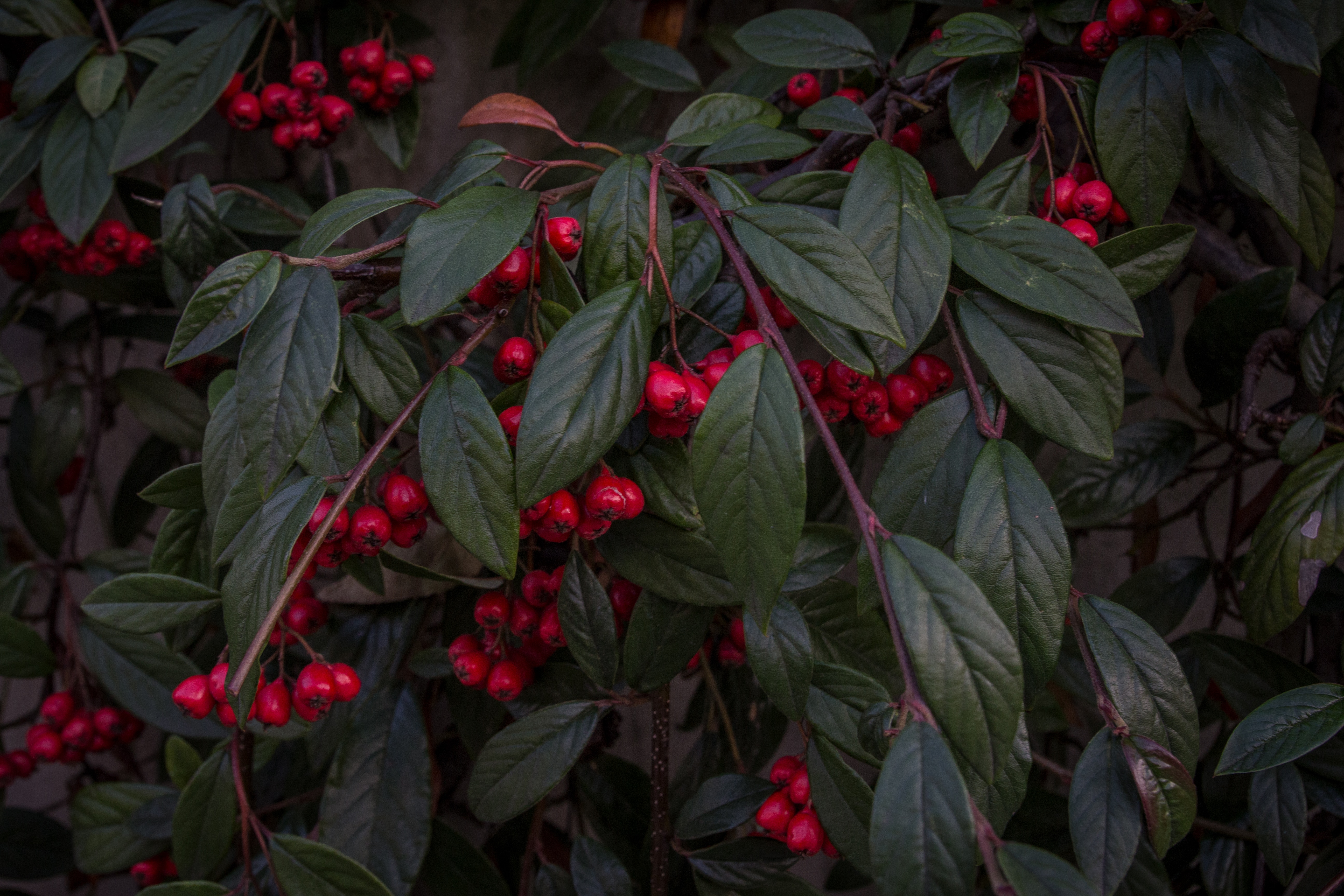 green bushes with red berries