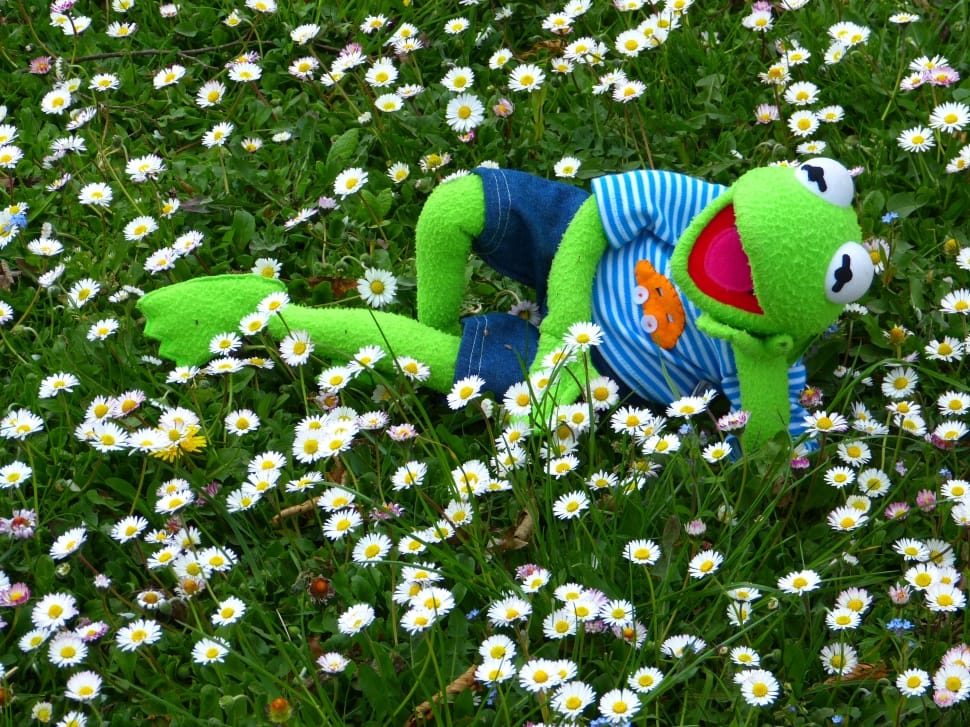 Meadow, Concerns, Daisy, Kermit, Frog, multi colored, parrot preview