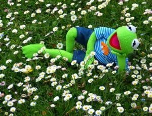 Meadow, Concerns, Daisy, Kermit, Frog, multi colored, parrot thumbnail