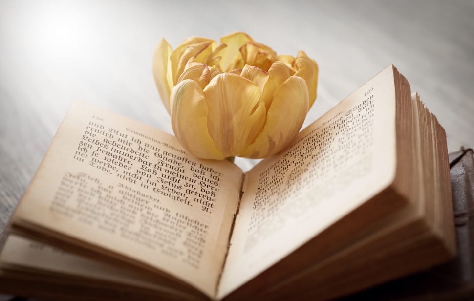 yellow petaled flower and book preview