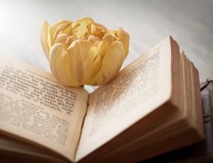 yellow petaled flower and book thumbnail