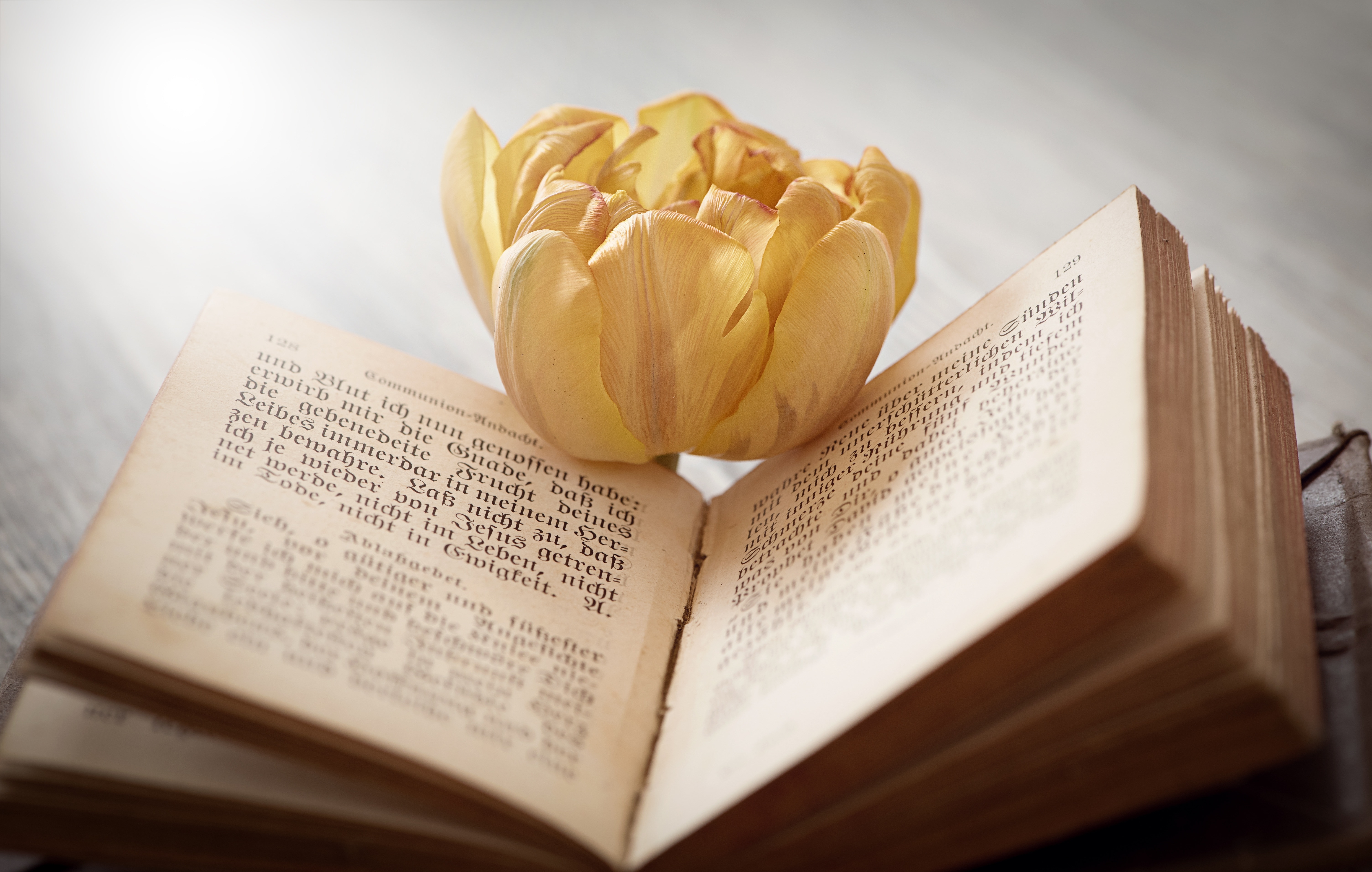 yellow petaled flower and book
