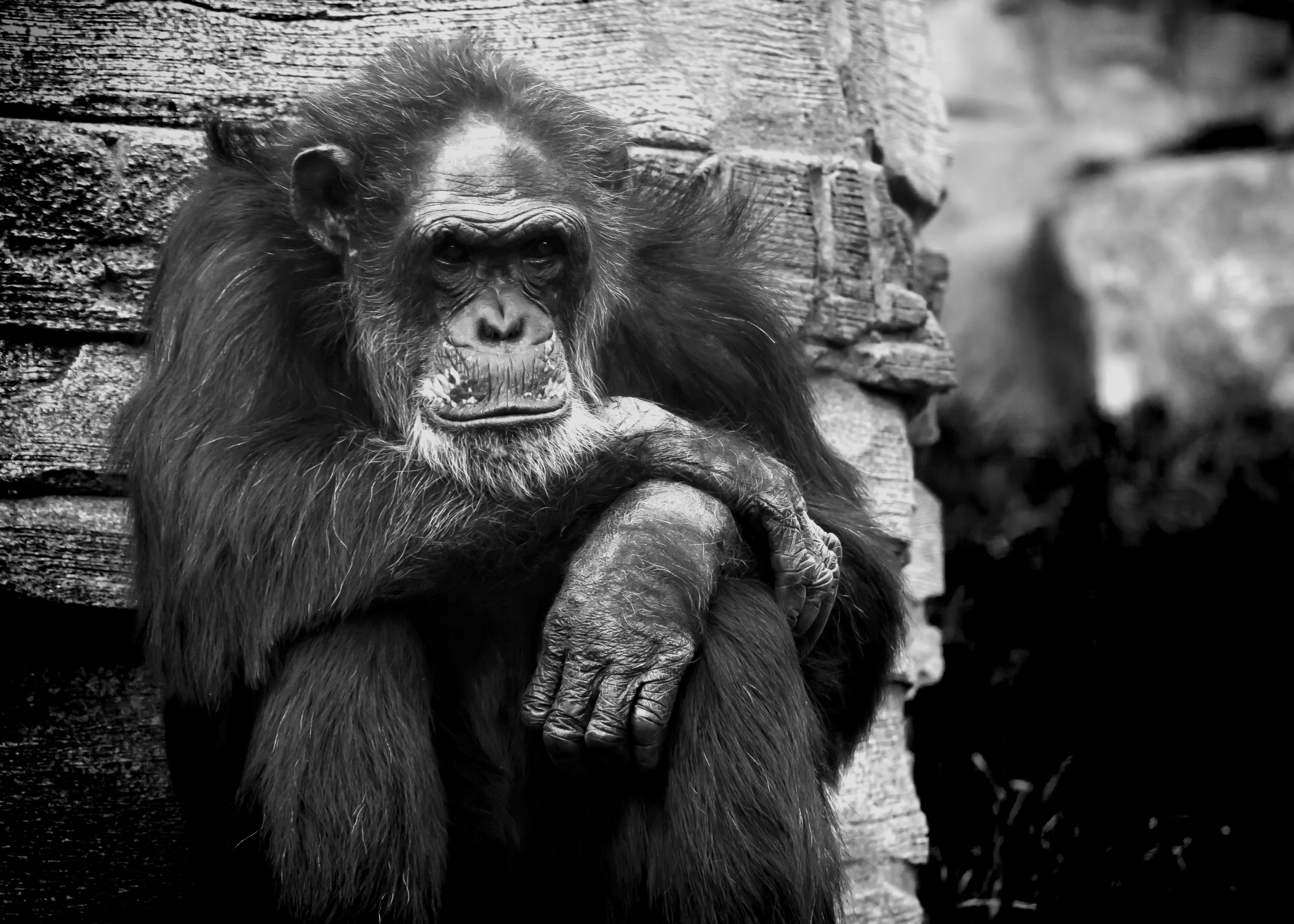 monkey grayscale photo