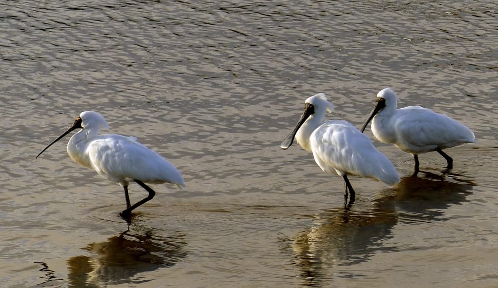 Royal Spoonbills in water preview