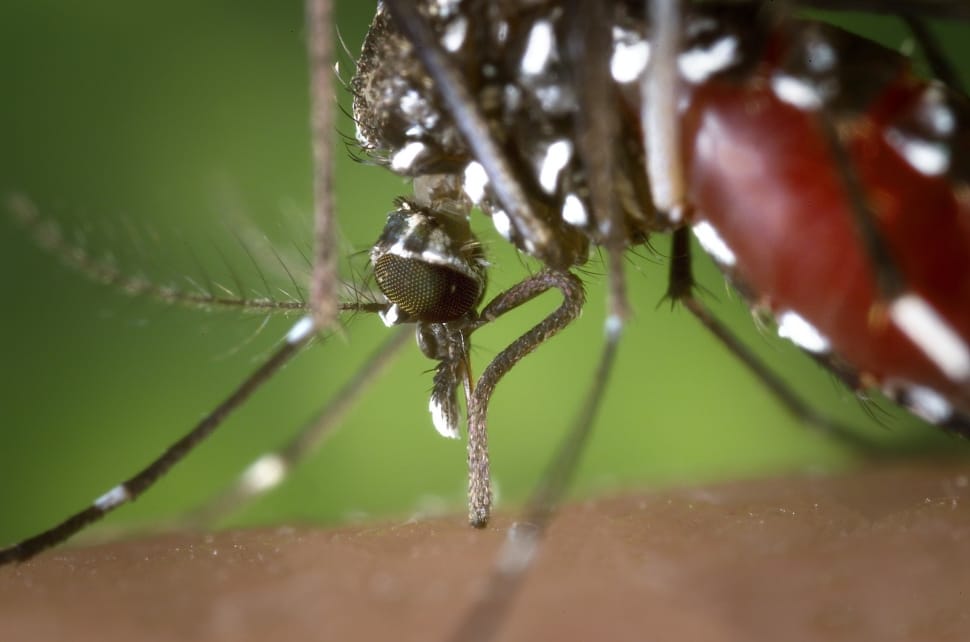 closeup photography of tiger mosquito preview