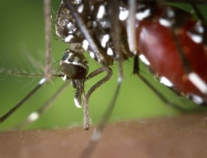 closeup photography of tiger mosquito thumbnail