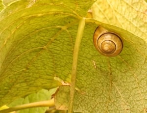brown shelled snail thumbnail