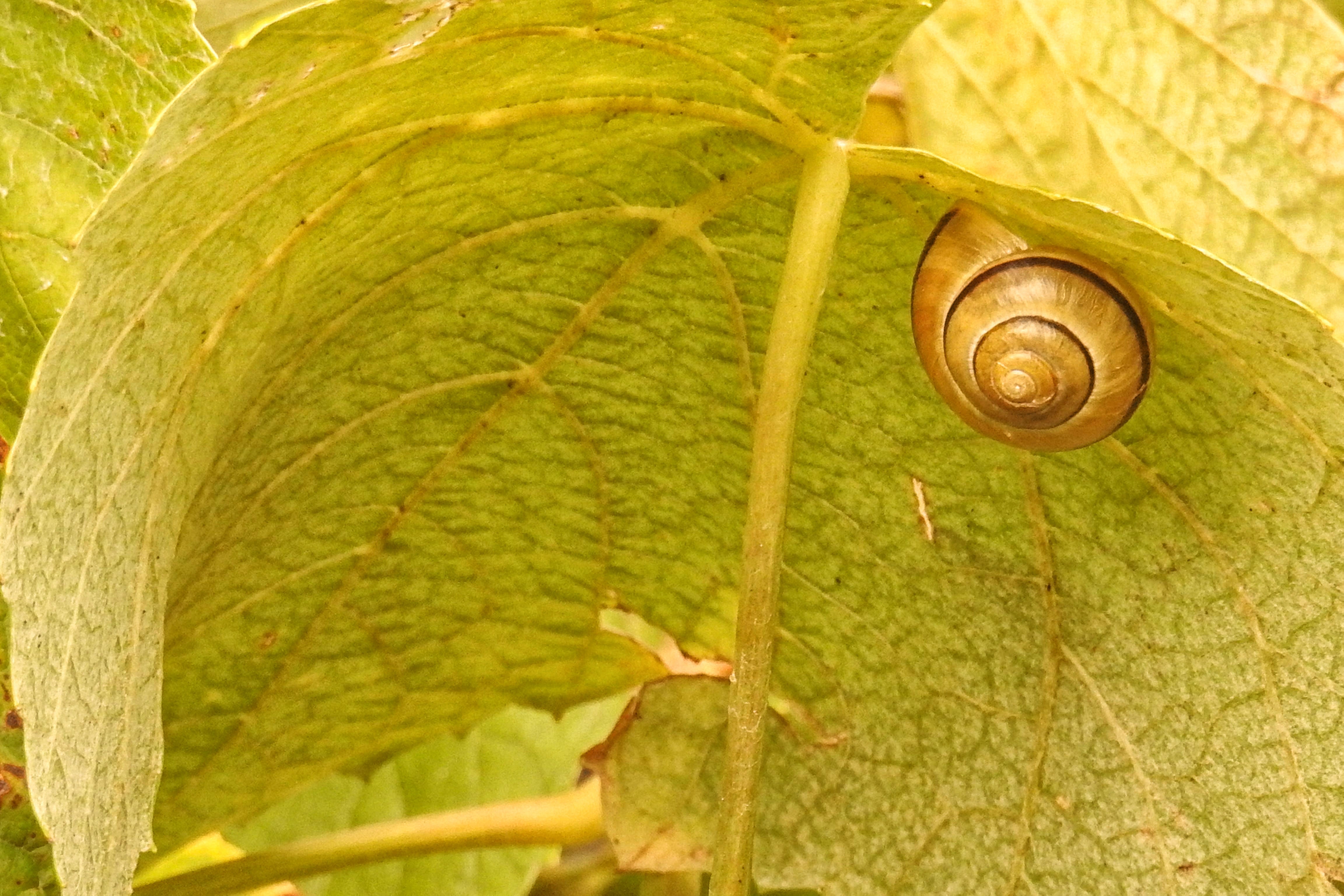 brown shelled snail