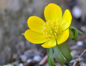 6 yellow petaled flower thumbnail