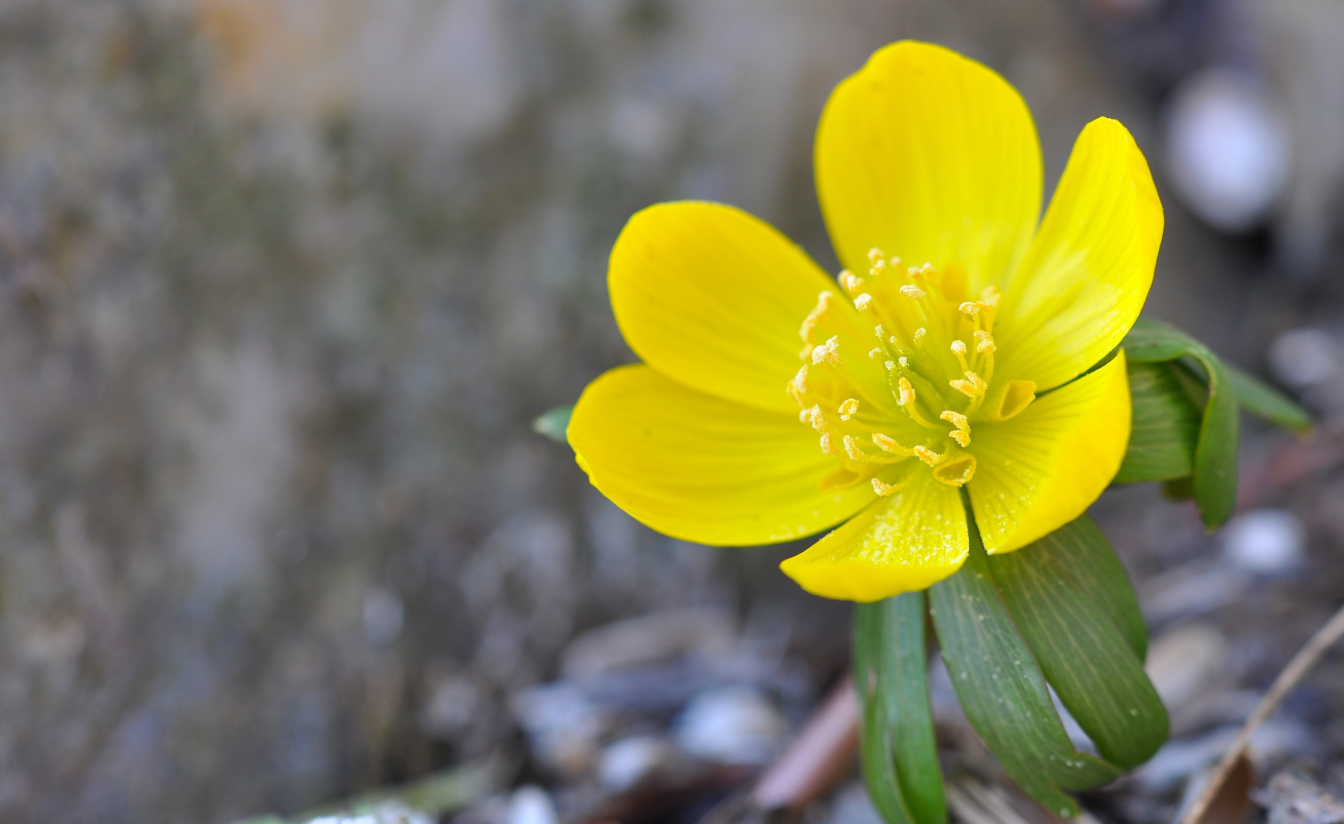 6 yellow petaled flower