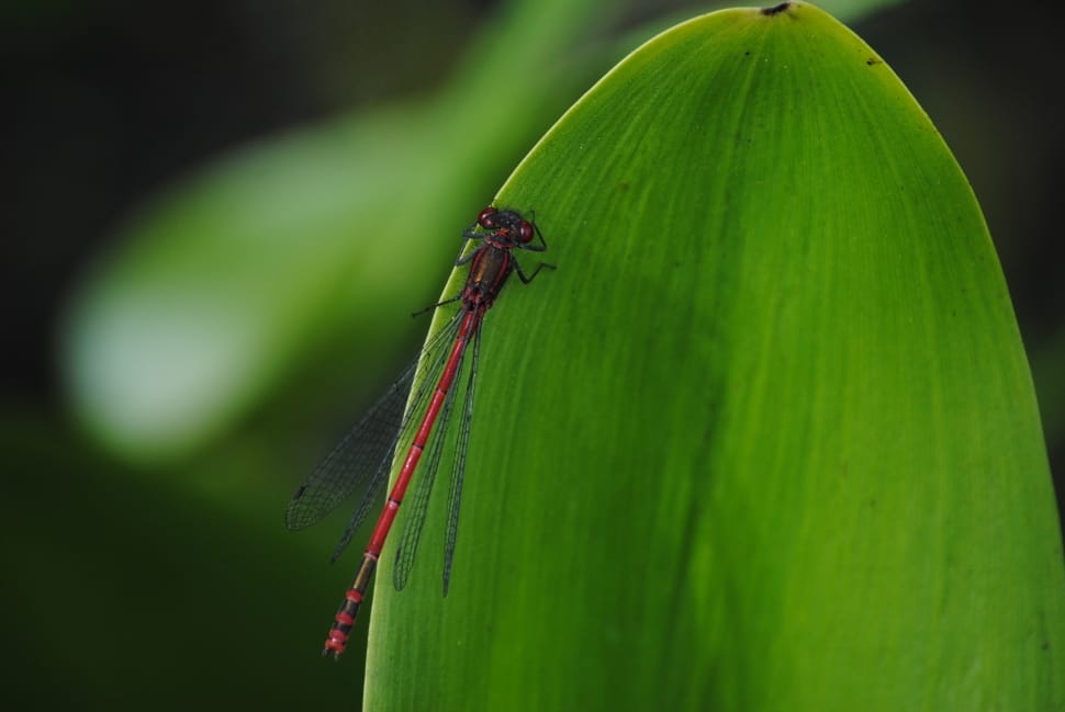 close up photo of red dragon fly preview