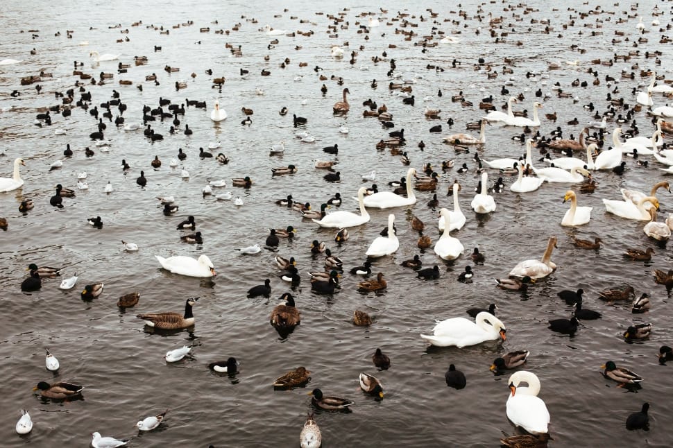 flock of ducks preview