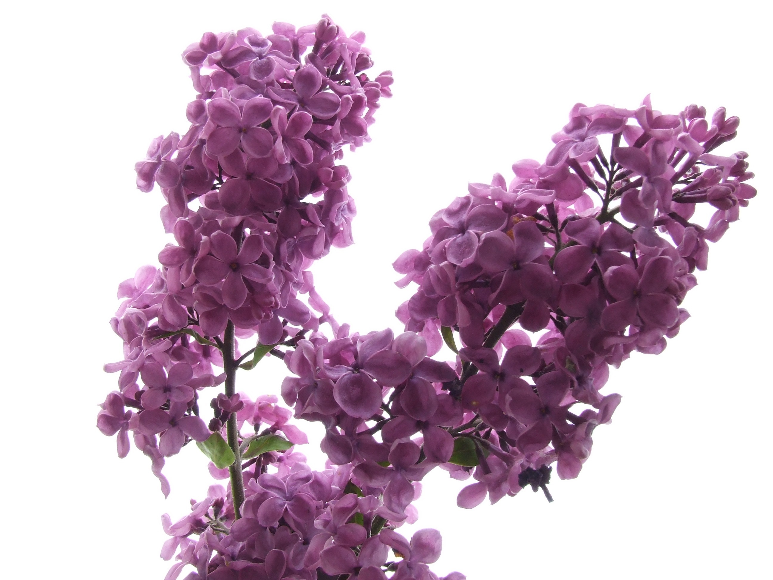 purple 4 petal flowers