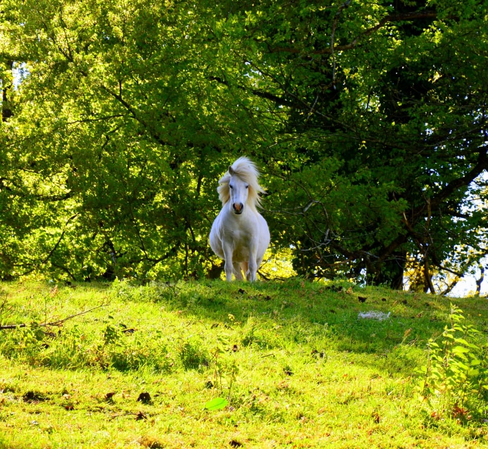 white horse on green field during daytime preview