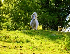 white horse on green field during daytime thumbnail
