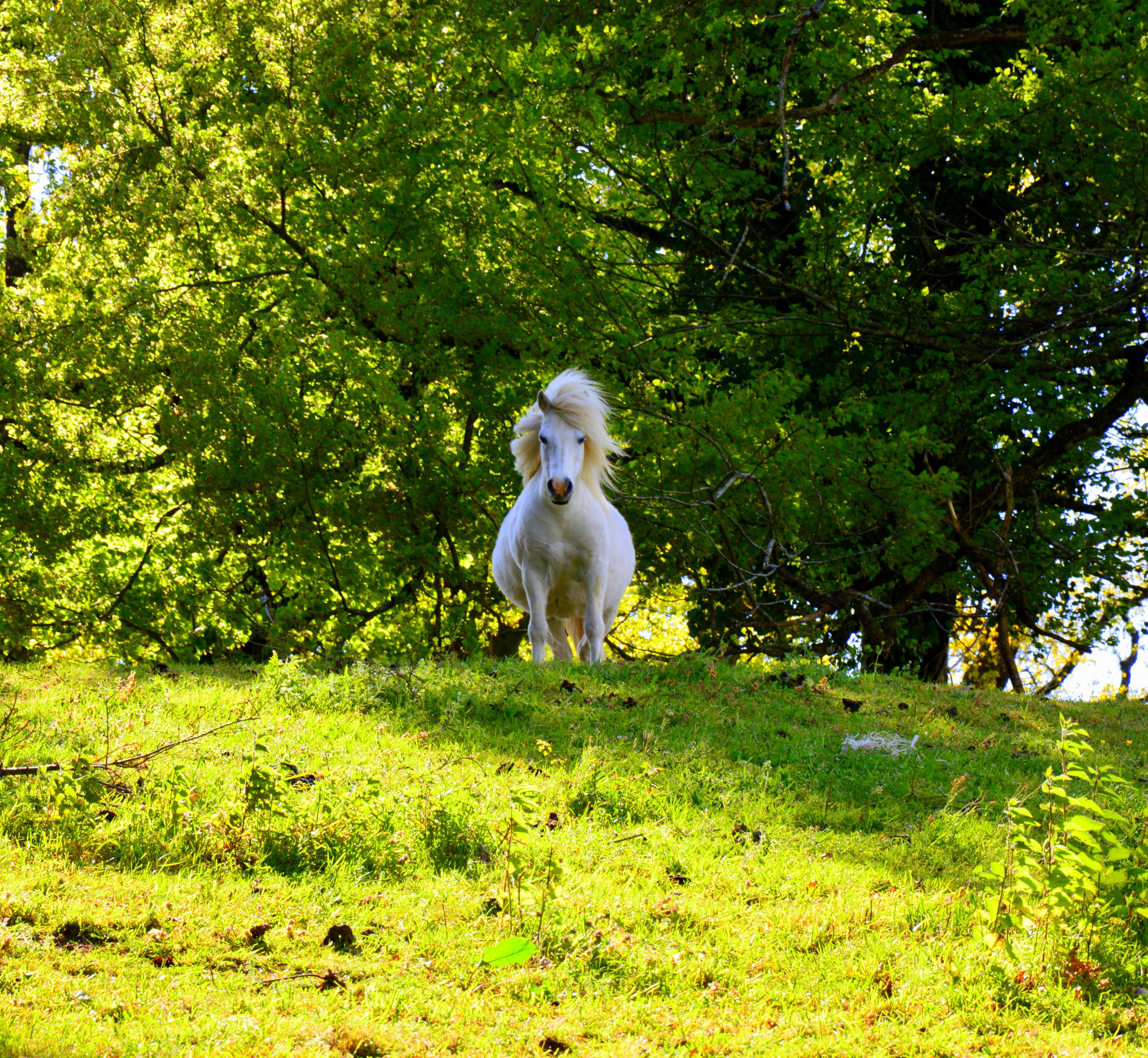 white horse on green field during daytime