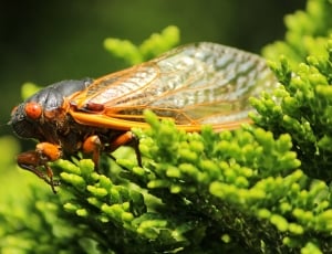 Cicada, Insect, Cicadoidea, Exoskeleton, one animal, animal themes thumbnail