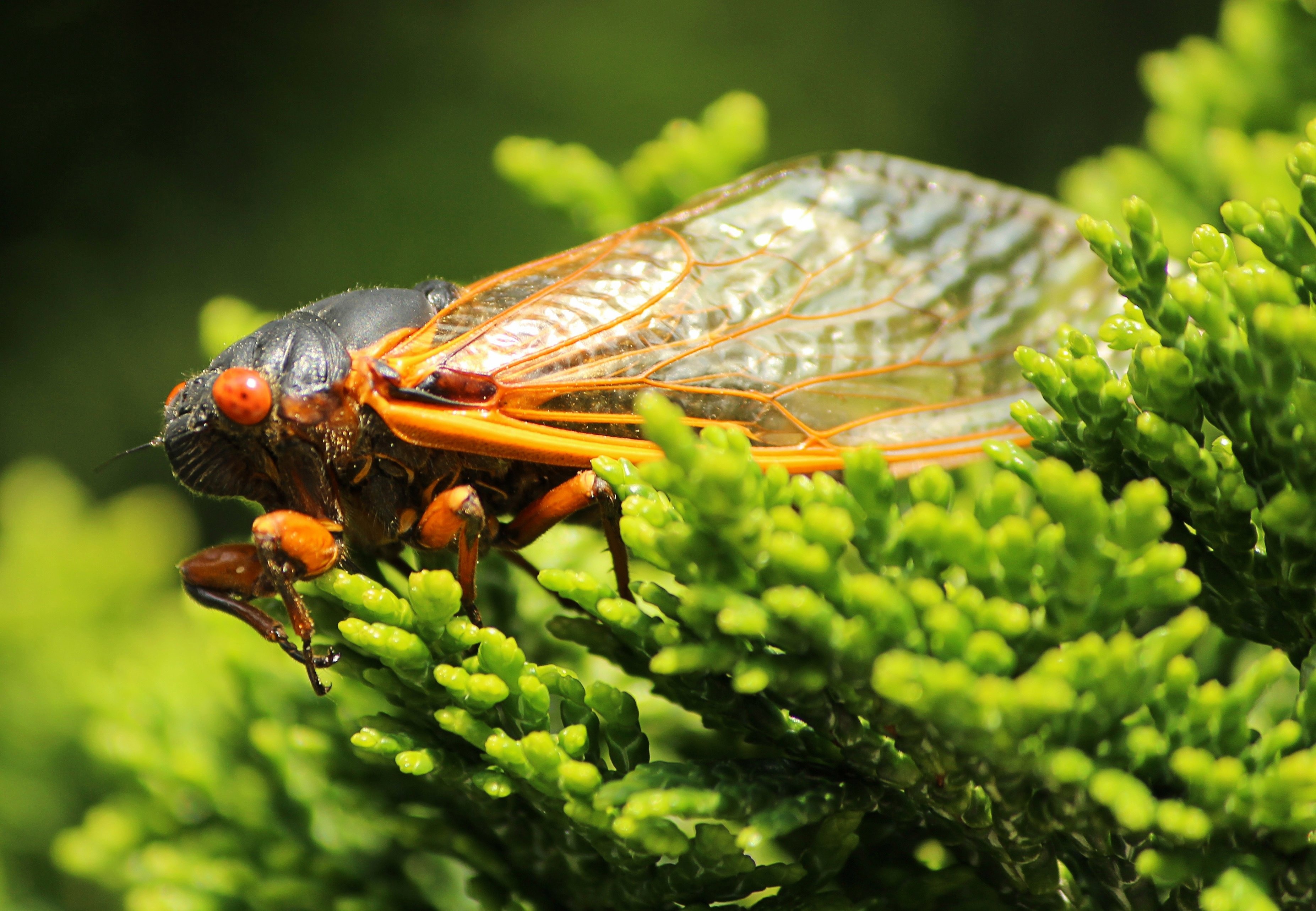Cicada, Insect, Cicadoidea, Exoskeleton, one animal, animal themes