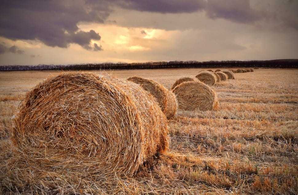 Haystack Lot Free Image Peakpx Images, Photos, Reviews