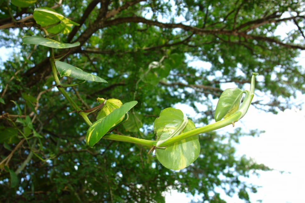 Green, Vine, Tree, Leaves, leaf, nature preview