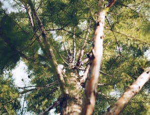 pine tree thumbnail