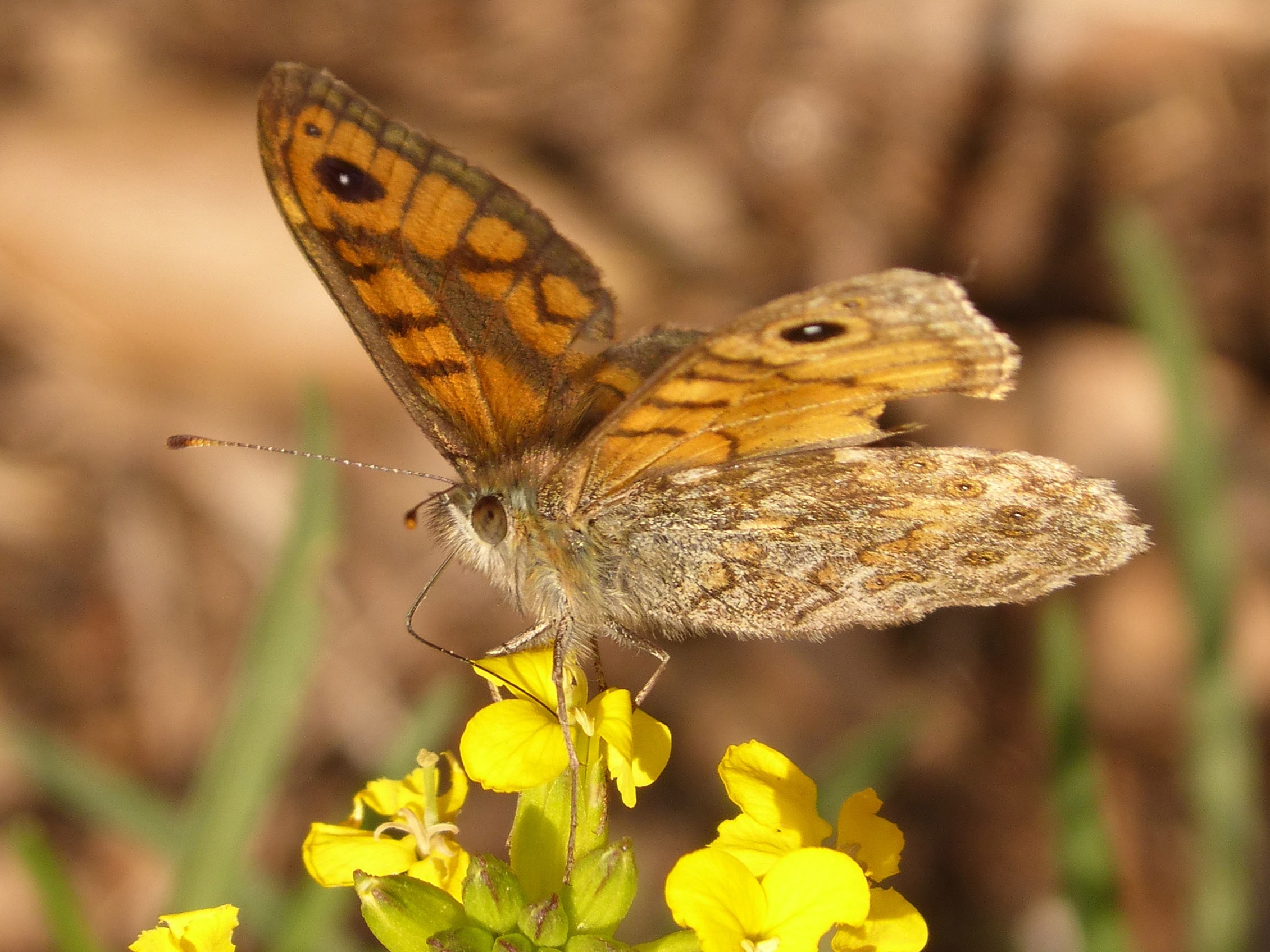 Nature, Orange, Monarch, Butterfly, one animal, animal wildlife