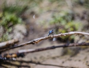 selective focus of blue dragonfly on brown stick thumbnail