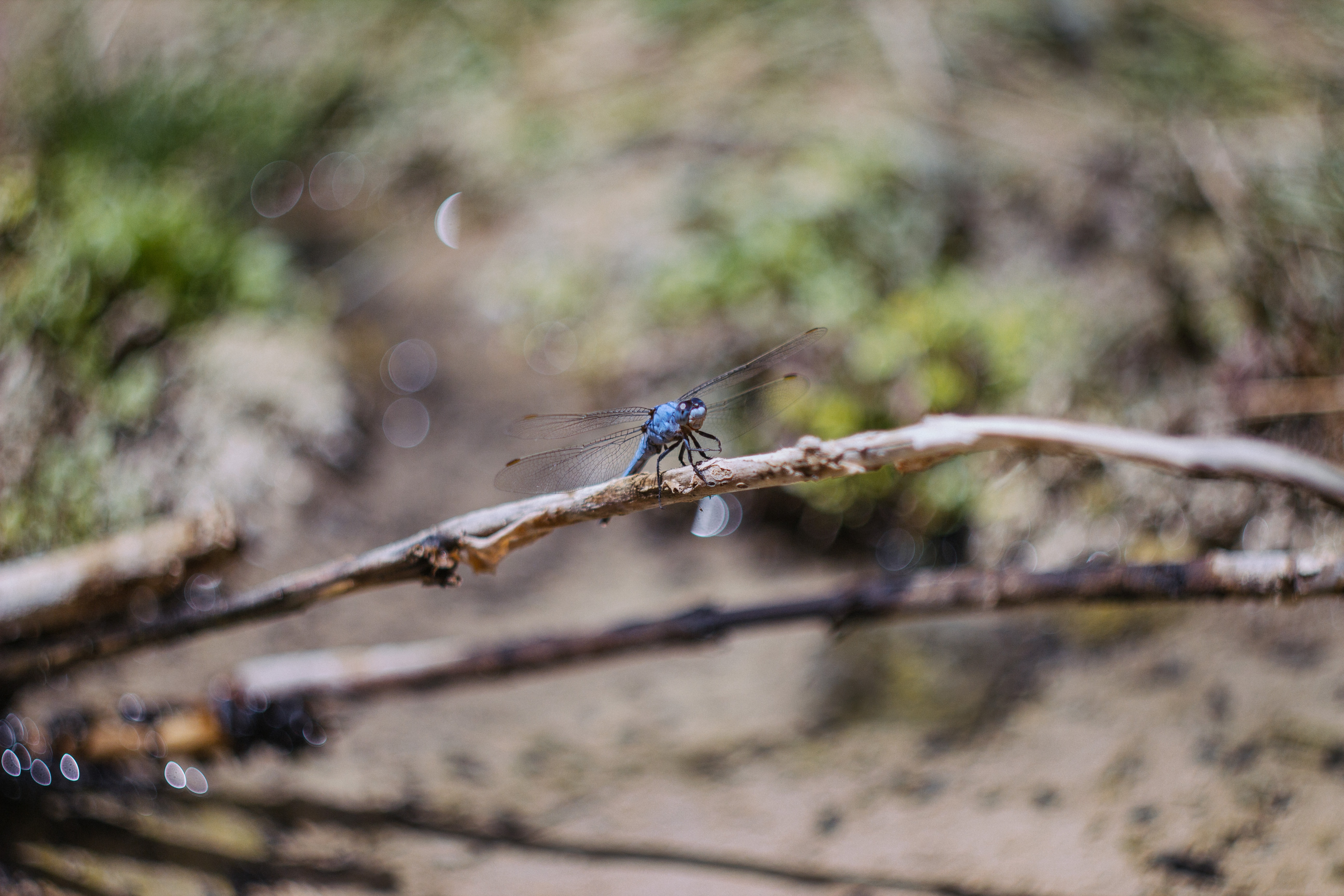 selective focus of blue dragonfly on brown stick