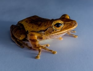 brown frog thumbnail