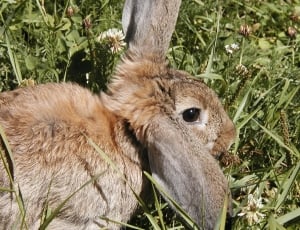 brown rabbit on grass thumbnail