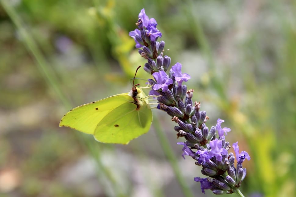 selective focus of green butterfly on lavender flower during daytime preview