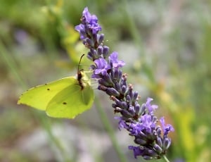 selective focus of green butterfly on lavender flower during daytime thumbnail