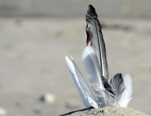 4 white and gray feathers thumbnail