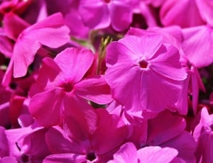 pink 5 petal flowers thumbnail
