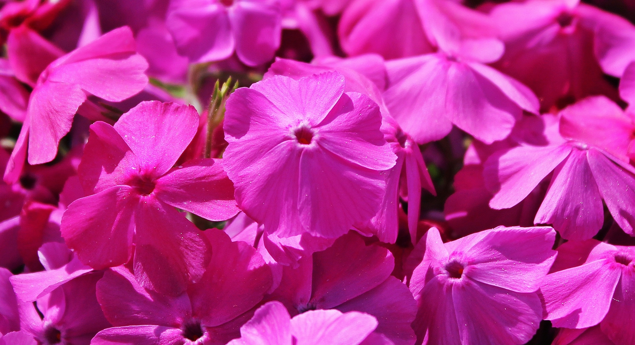 pink 5 petal flowers