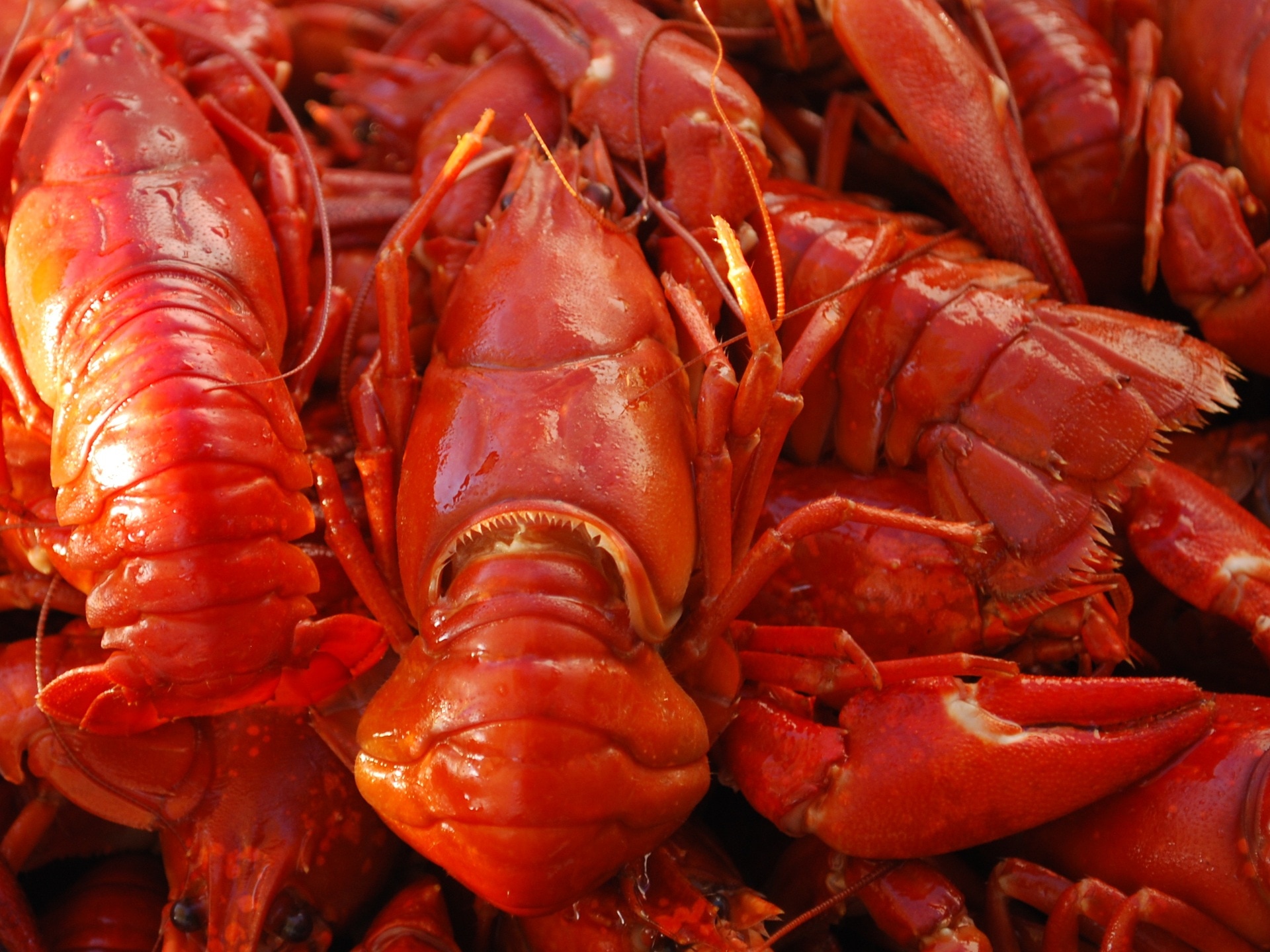 lobster lot