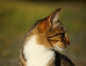 brown and white short coated cat thumbnail