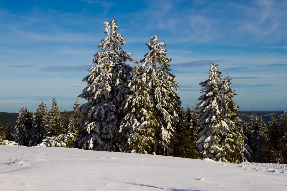 snow covered pine trees preview