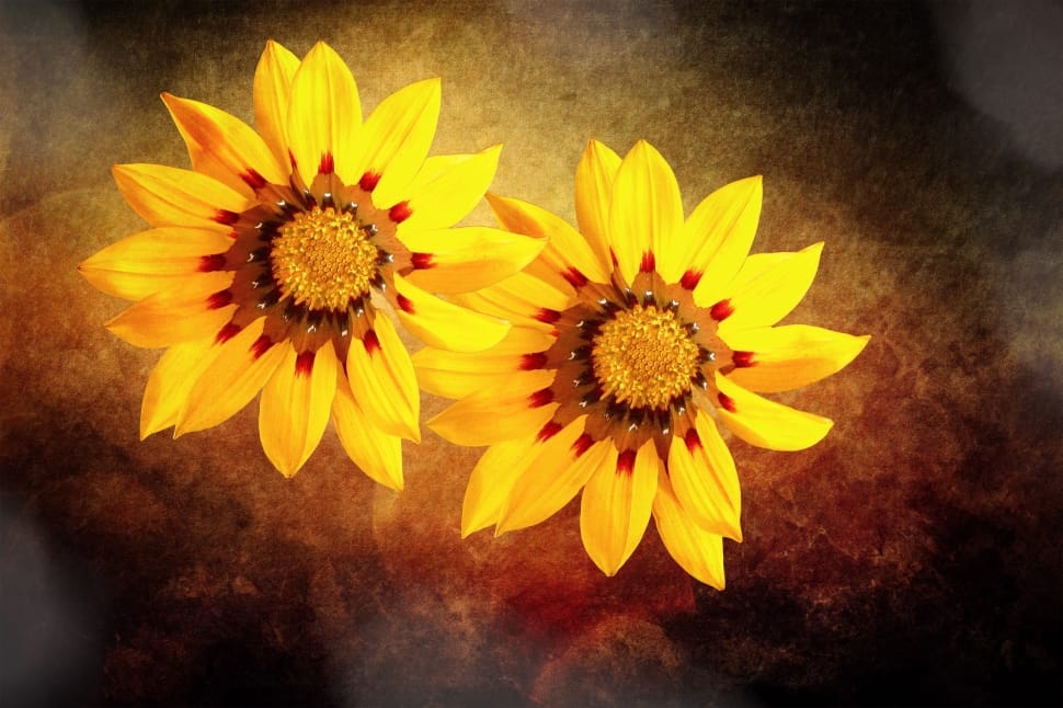 2 yellow petaled flowers preview