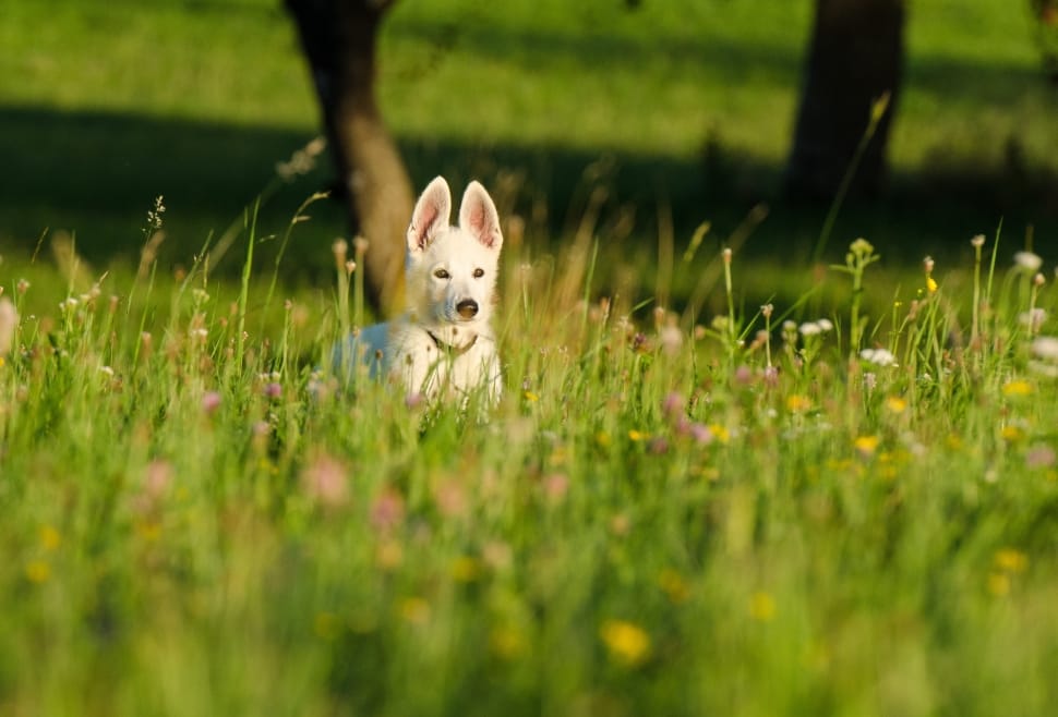 white german shepherd puppy preview