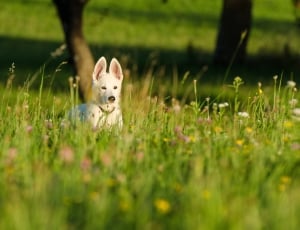 white german shepherd puppy thumbnail