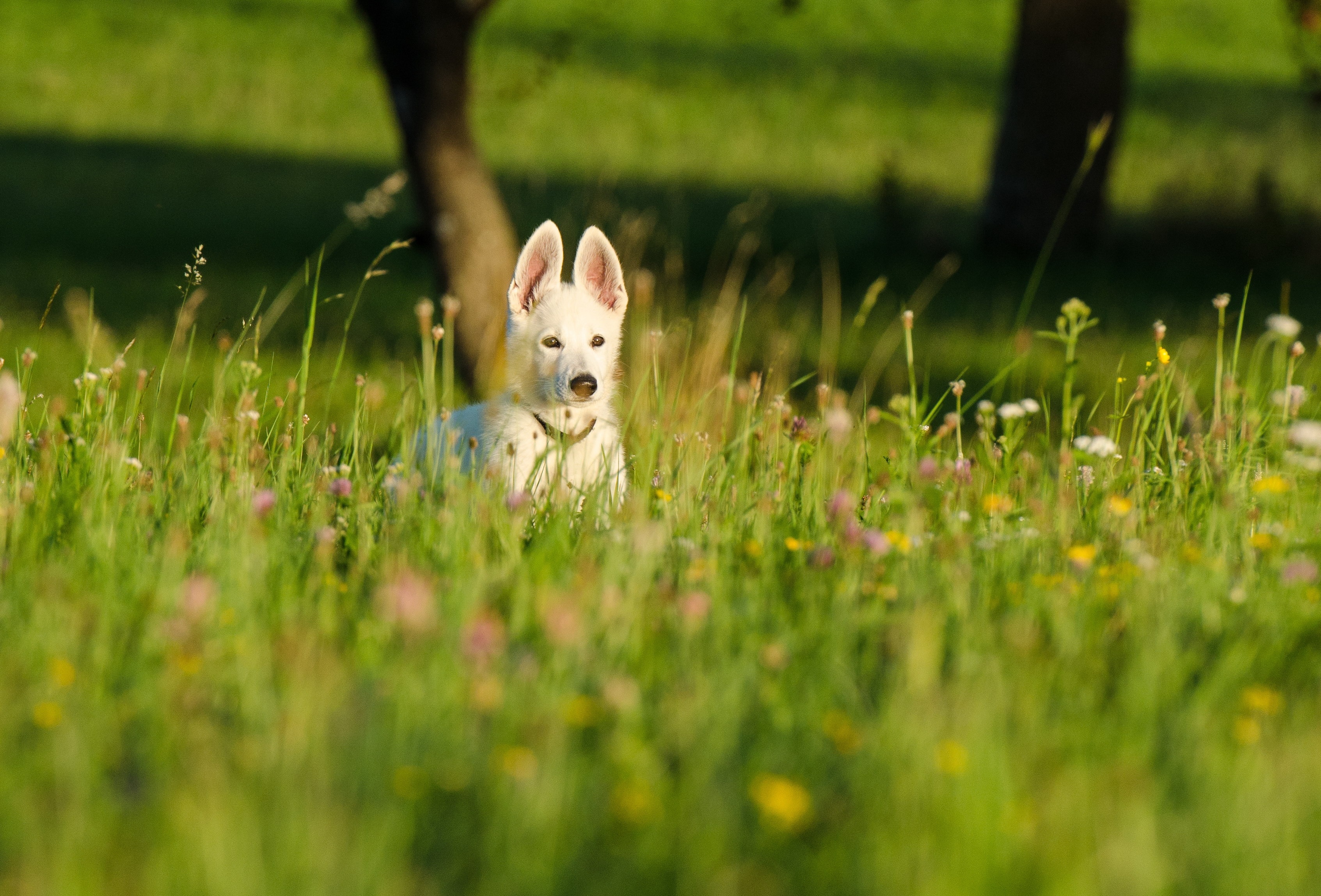 Природа дом животных. Собака на лугу. Собака, трава, лужайка. Небольшие собаки на лужайке. Собака в поле.