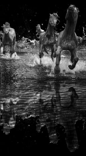 gray scale photo of horse running on water thumbnail