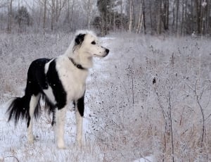 white and black double coat large sized dog thumbnail