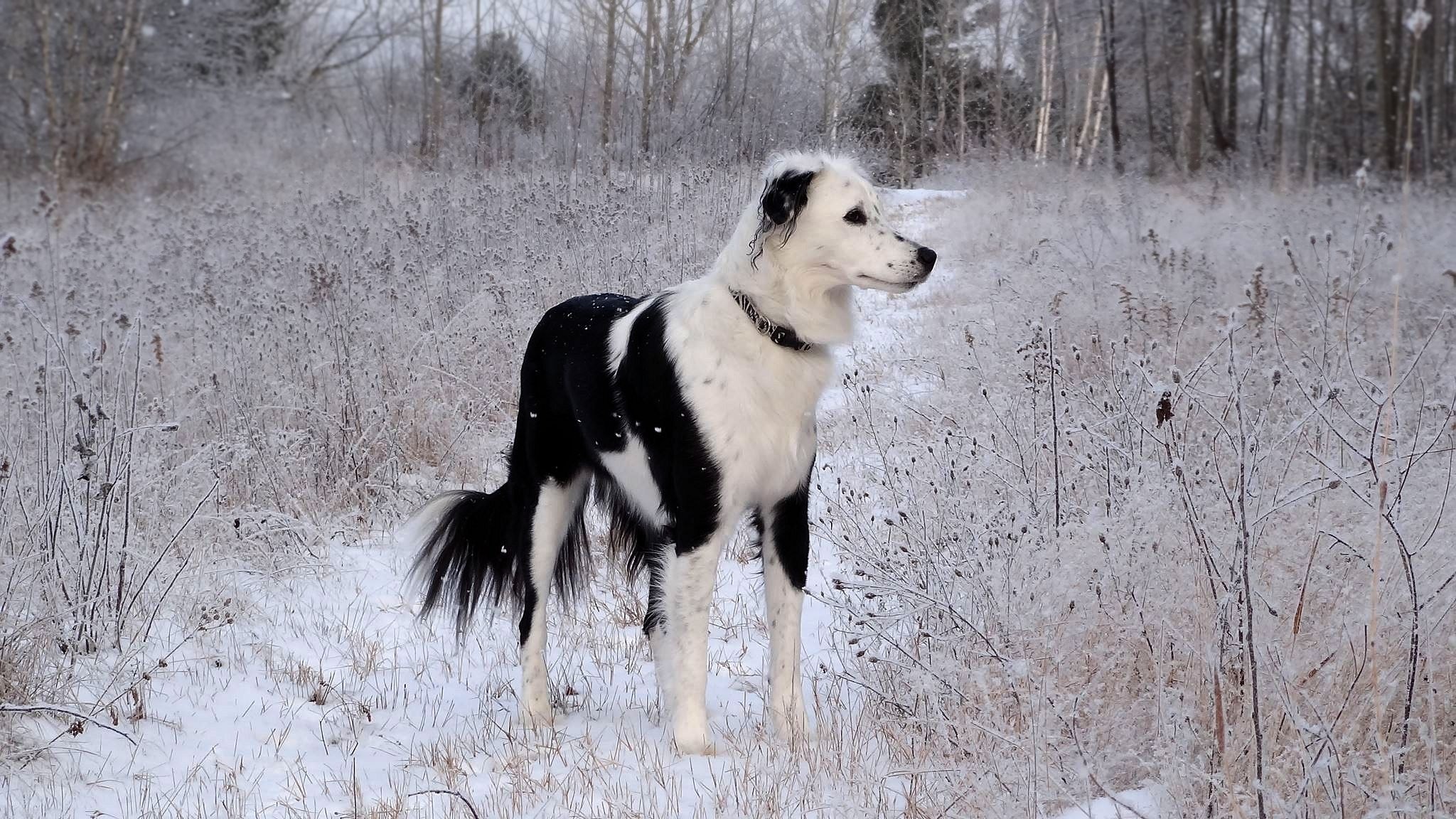 white and black double coat large sized dog
