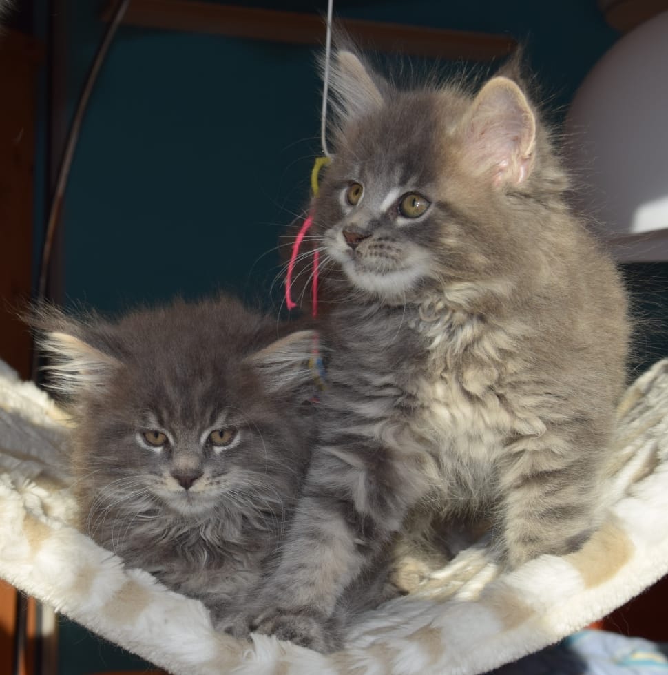 Persian, Pets, Grey Fur, Kitten, Cat, domestic cat, pets preview
