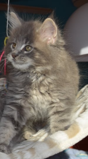 Persian, Pets, Grey Fur, Kitten, Cat, domestic cat, pets thumbnail