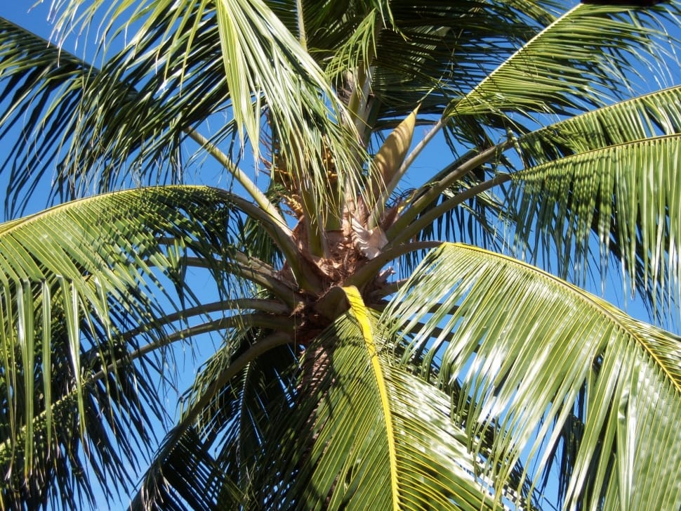 Blue Sky, Coconut Tree, Palm, Caribbean, palm tree, palm leaf preview